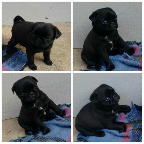 Pug Fêmea Black