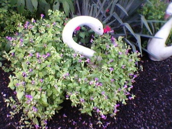 Vasos de plantas e flores - sanfer -londrina | jardinagem