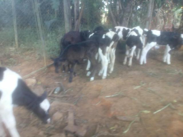 Vendo bezerros gabirus