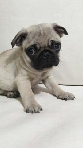 Último Macho de Pug