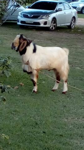 Boer 3/4 com 70 kg