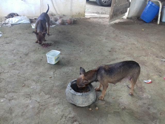 Cachorro pinscher