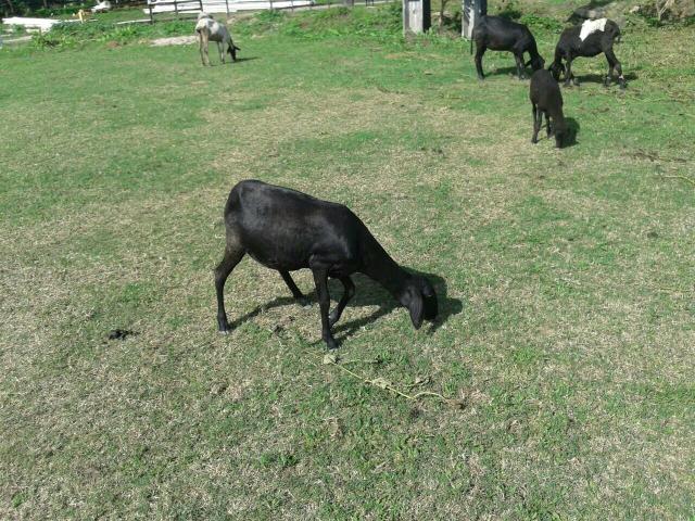 Carneira santa Inês