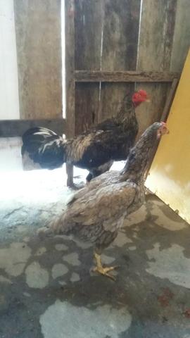 Casal de frangos carioca