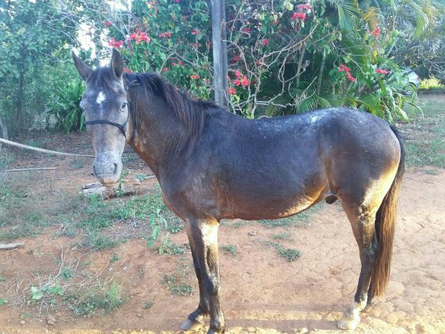 Cavalo Castanho