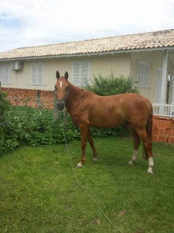 Cavalo Manso e Dócil, quarto de Milha Manga Larga