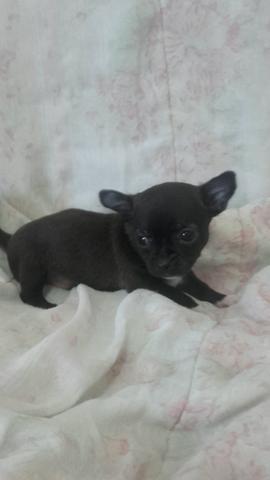 Chihuahua bem pequenina