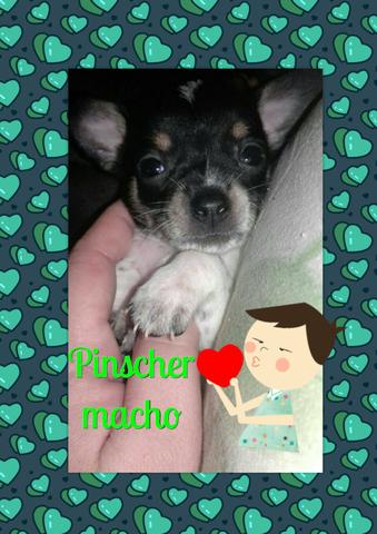 Pinscher tricolor miniatura macho São José do Rio Preto