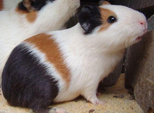 Porquinhos da índia,