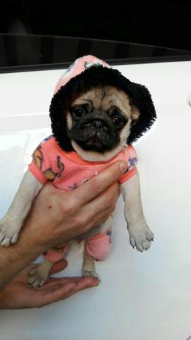Pug fêmea disponível ! tel 24 