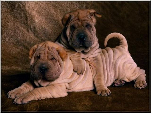 Sharpei