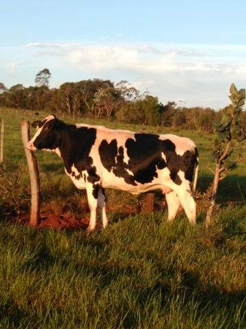 Vacas Leiteiras de Qualidade