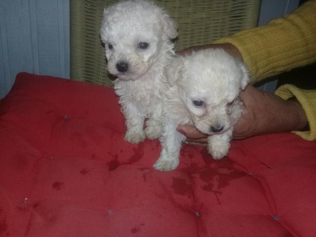 Vendo poodle micro