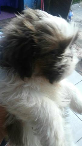 Vendo shih tzu macho