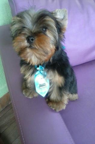 Yorkshire machinhos com pedigree