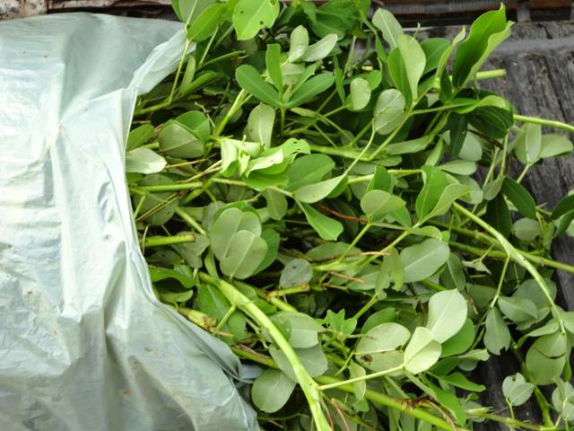 100 Mudas Grama Amendoim Forrageiro (Mudas)