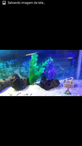 Apenas por aquário maionres e em ótimo estado de