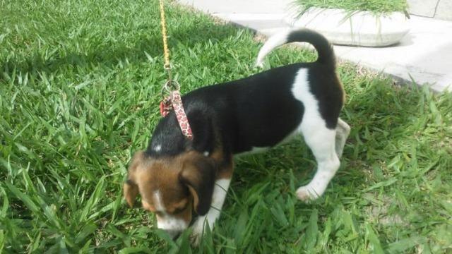 Beagle fêmea