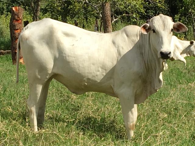 Bezerras 12 a 15 meses