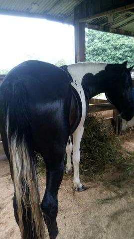 Cavalo manga larga ji Paraná Ro