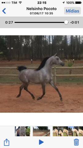 Cavalo árabe - potra de pista refinado reridade
