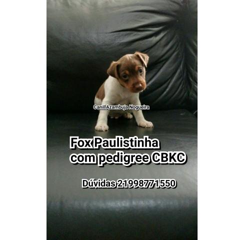 Fox Paulistinha com pedigree CBKC