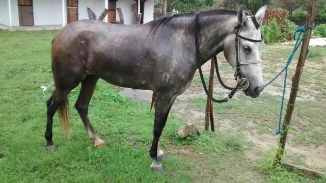 MM Pura com definitivo apenas 4 anos