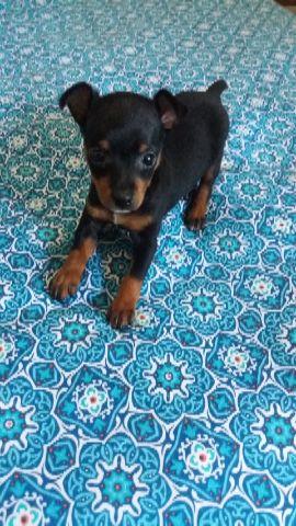 Machinho Pinscher Araguari