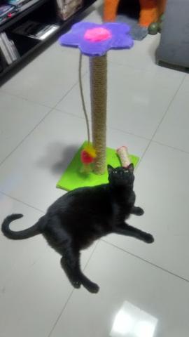 MiArranha-Arranhadores