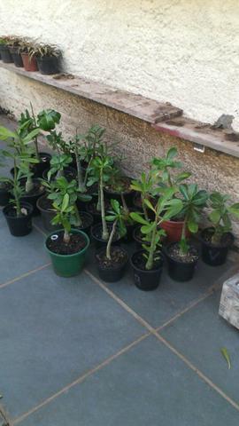 Mudas de rosas do deserto