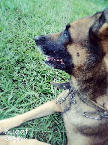 Pastor Belga Malinois