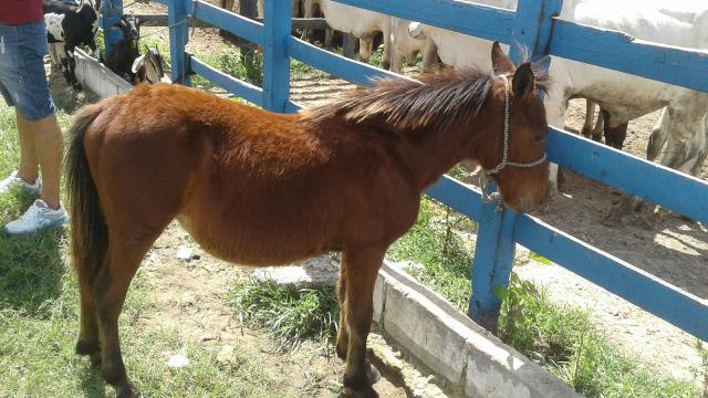 Pônei para crianças!