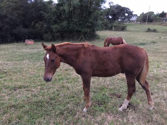 Potro filho de Paint Horse linhagem de trabalho