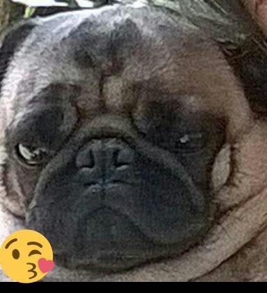 Pug