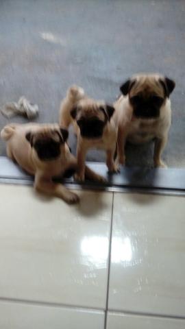 Pug femea 3 meses