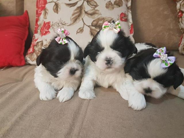 Shih Tzu femeas lindas disponiveis