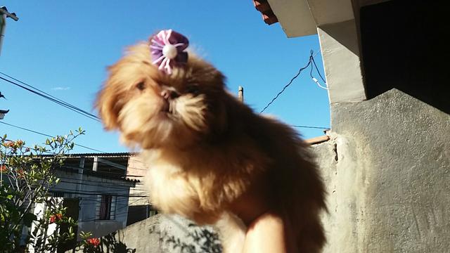 Shihtzu Feminha 4 meses! Aceito Cartão!