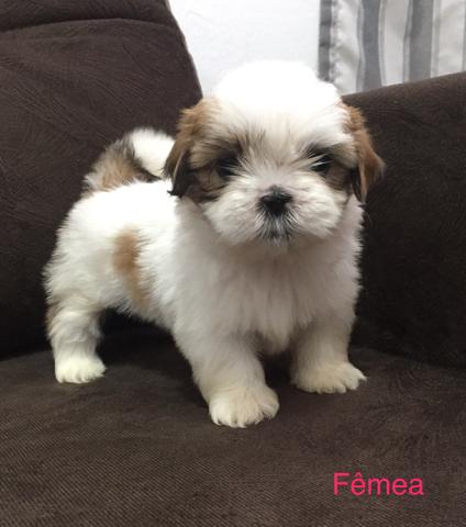 Shihtzu - ÚLTIMO CASAL