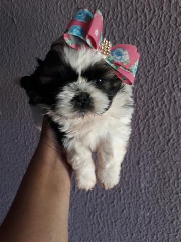 Shitzu na promoção