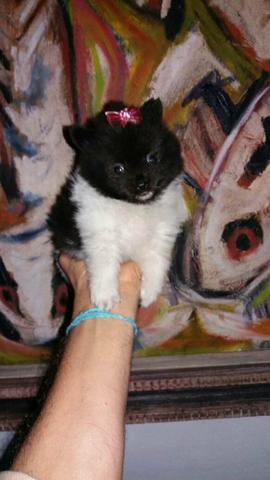 Spitz alemao femea ana $ em 10x