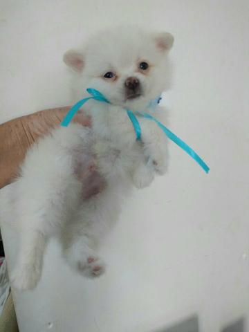 Spitz alemão anão branco a combinar