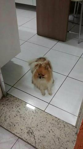 Spitz alemão anão pra cruzar