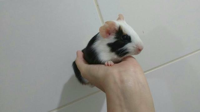 Vendo 2 porquinhos da com gaiola