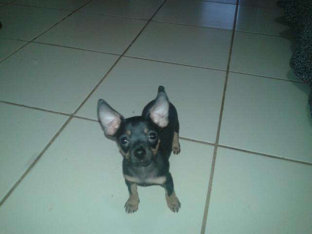 Vendo Pinscher