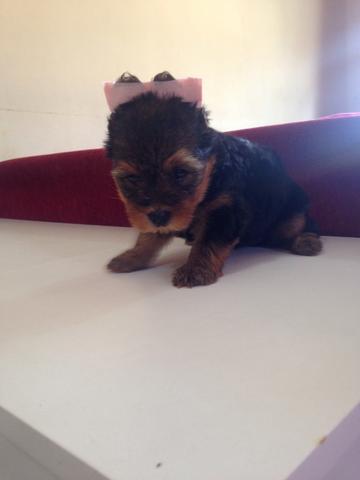 Yorkshire fêmea micro linda