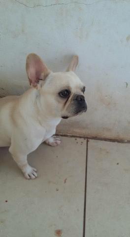 Bulldog Francês - Fêmea