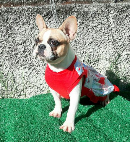 Bulldogue Francês Femea 1 ano!