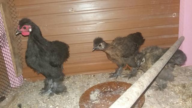 Desponho de três sedoza do japo !negra