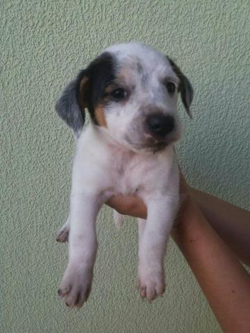 Doa-se lindos cachorrinhos