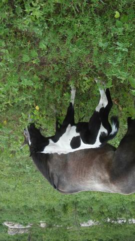 Egua parida potra paint horse